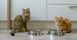 Jaka karma dla kota - sucha czy mokra?