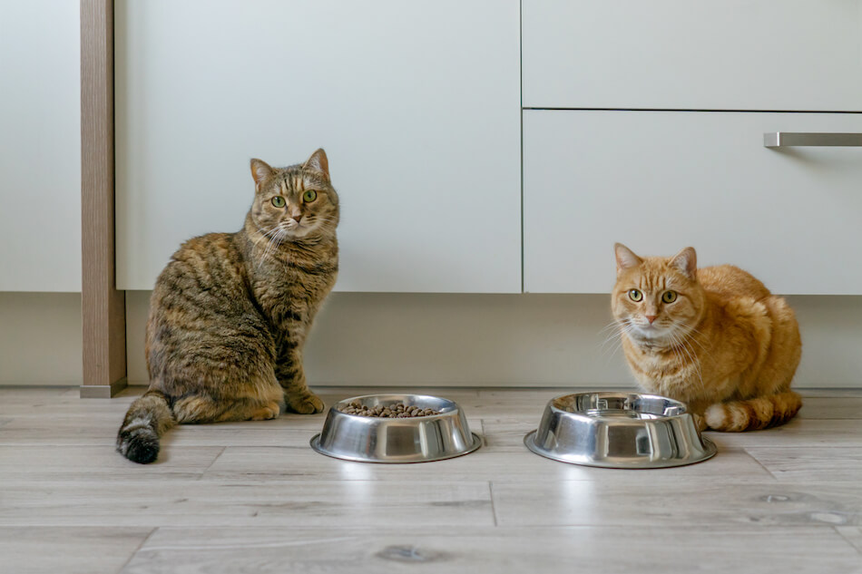 Jaka karma dla kota - sucha czy mokra?